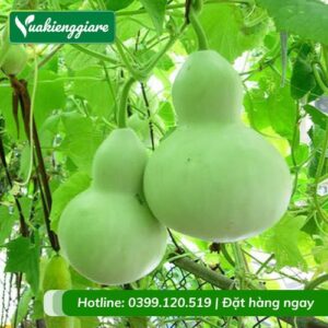 Cây bầu hồ lô leo giàn