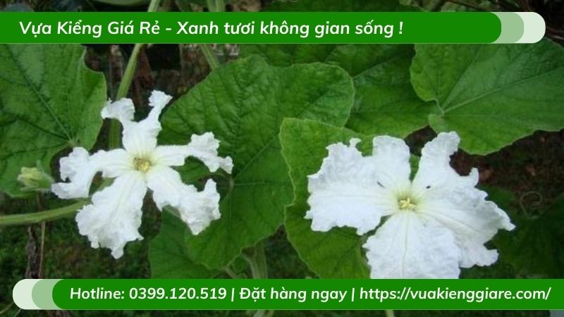 Cây bầu hồ lô leo giàn