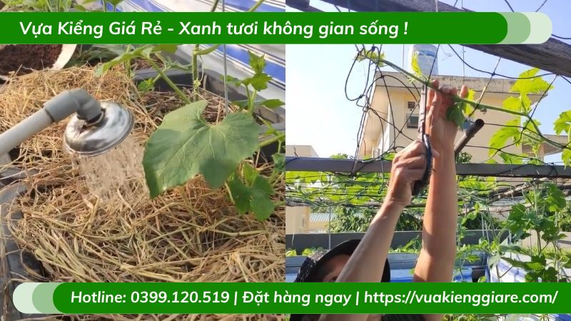 Cây bí đao xanh leo giàn