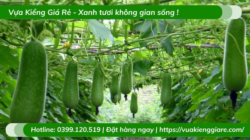 Cây bí đao xanh leo giàn