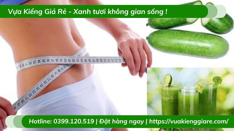 Cây bí đao xanh leo giàn