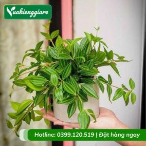 Cây bình an để bàn