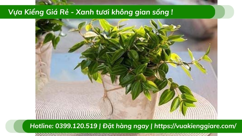 Cây bình an để bàn