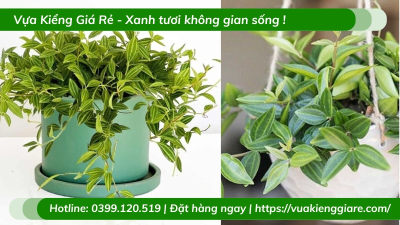 Cây bình an để bàn