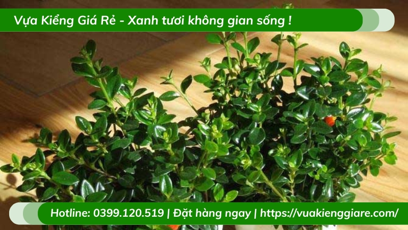 Cây cá vàng chậu nhỏ để bàn