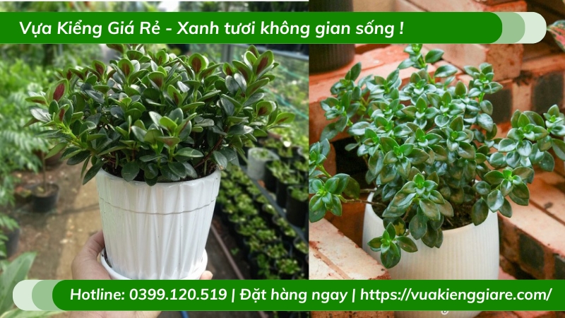 Cây cá vàng chậu nhỏ để bàn