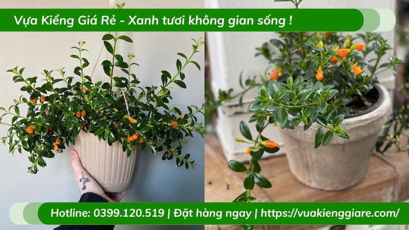 Cây cá vàng chậu nhỏ để bàn