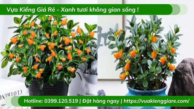 Cây cá vàng chậu nhỏ để bàn