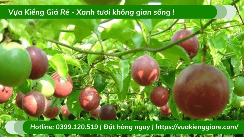 Cây chanh dây quả tím