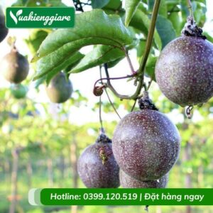 Cây chanh dây quả tím