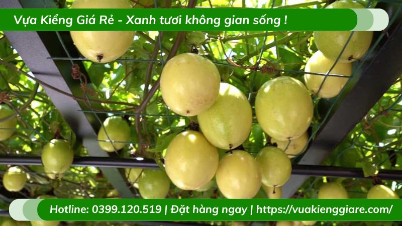 Cây chanh dây quả vàng