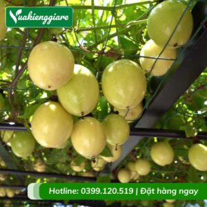 Cây chanh dây quả vàng