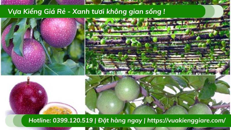 Cây chanh leo quả tím