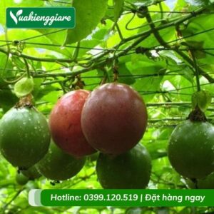 Cây chanh leo quả tím