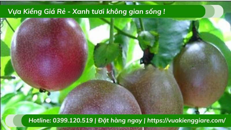Cây chanh leo quả tím