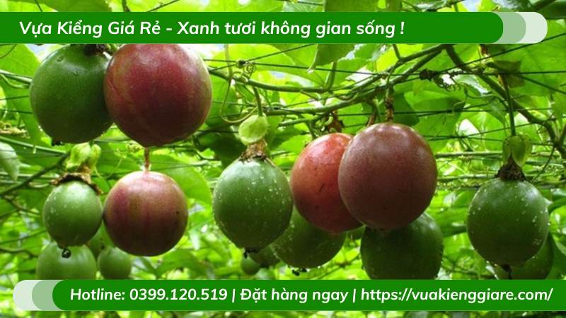 Cây chanh leo quả tím