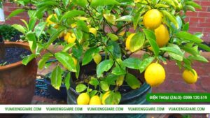 Cây chanh vàng Mỹ trồng chậu được không?