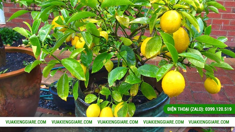 Cây chanh vàng Mỹ trồng chậu được không?