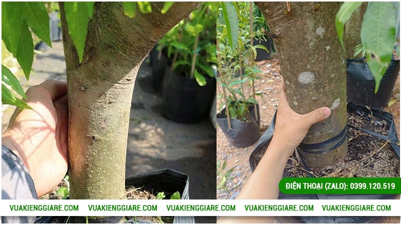 Trồng cây cóc Thái thân góc lớn trước nhà có tốt không?