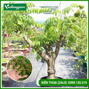 cây cóc thái thân gốc cổ thụ