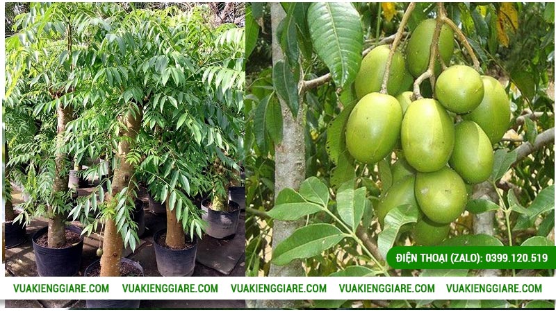 Cây cóc Thái thân gốc lớn trồng bao lâu mới có trái