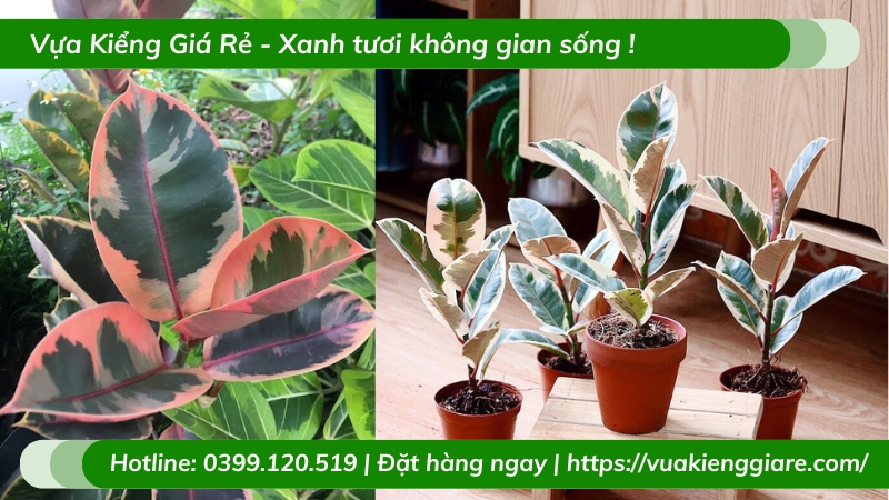 Cây đa búp đỏ lá cẩm thạch chậu nhỏ để bàn