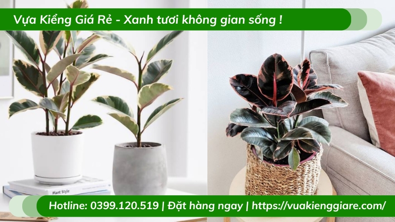 Cây đa búp đỏ lá cẩm thạch chậu nhỏ để bàn