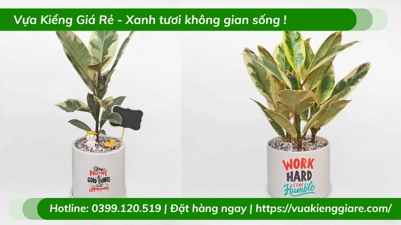 Cây đa búp đỏ lá cẩm thạch chậu nhỏ để bàn