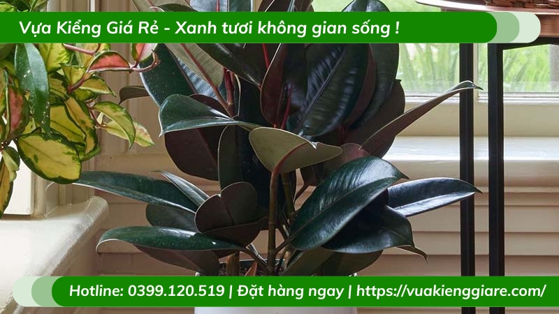 Cây đa búp đỏ trồng chậu để bàn