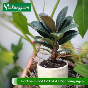 Cây đa búp đỏ trồng chậu để bàn