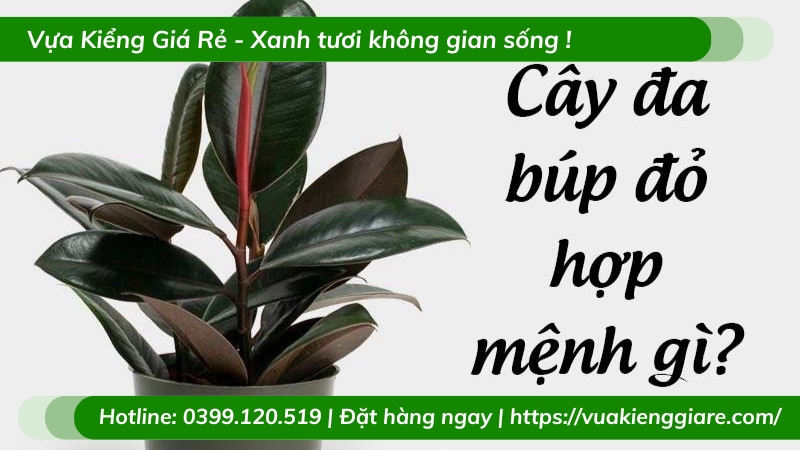Cây đa búp đỏ trồng chậu để bàn