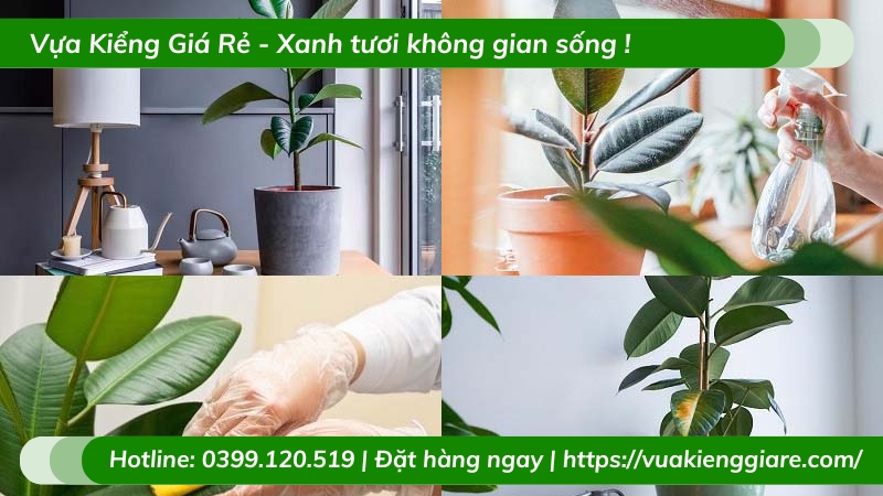Cây đa búp đỏ trồng chậu để bàn