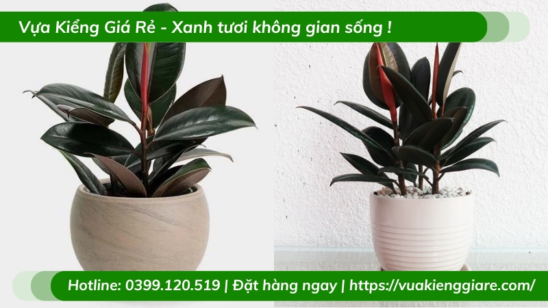 Cây đa búp đỏ trồng chậu để bàn