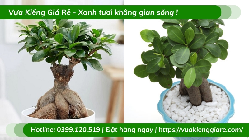 Cây đa nhân sâm trồng chậu để bàn