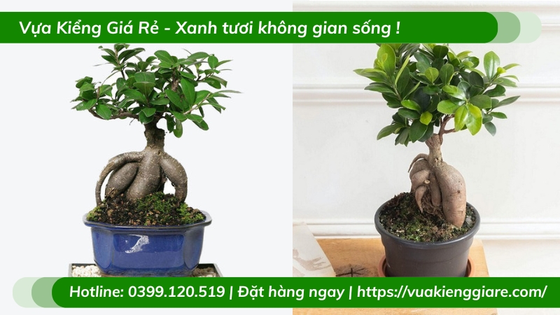 Cây đa nhân sâm trồng chậu để bàn