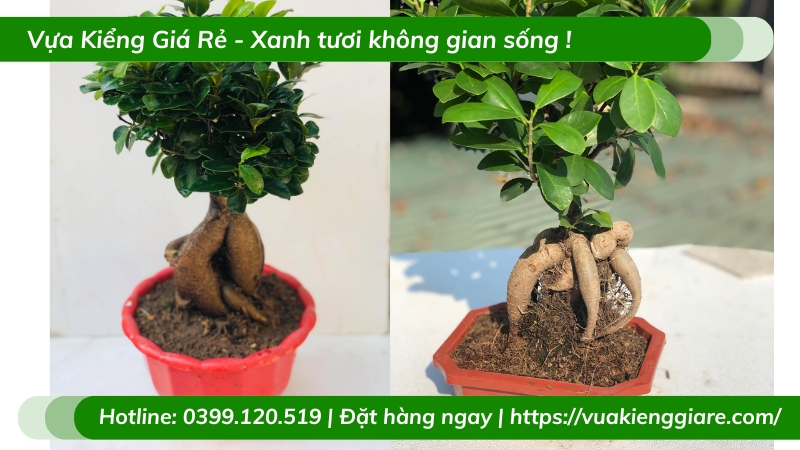 Cây đa nhân sâm trồng chậu để bàn