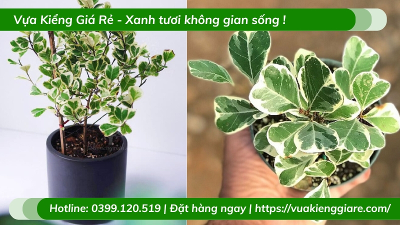 Cây đa tam phúc mini để bàn