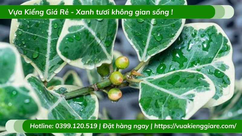 Cây đa tam phúc mini để bàn