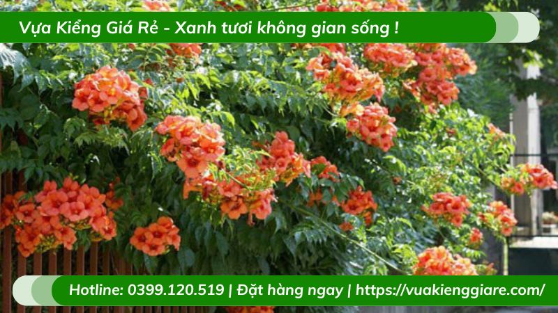 Cây đăng tiêu leo