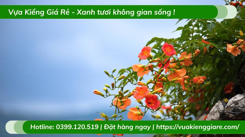 Cây đăng tiêu leo