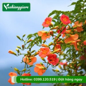 Cây đăng tiêu leo