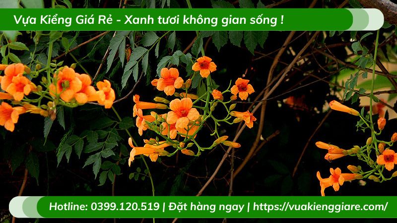 Cây đăng tiêu leo