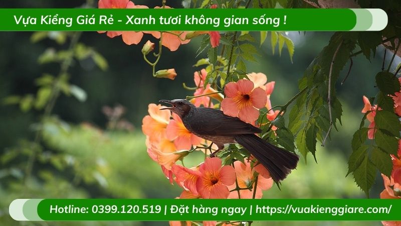 Cây đăng tiêu leo