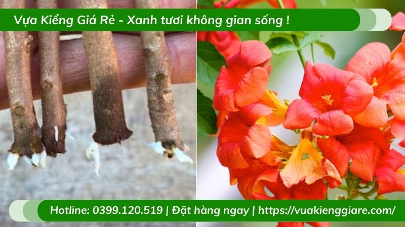 Cây đăng tiêu leo