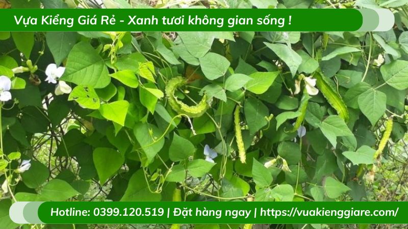 Cây đậu rồng