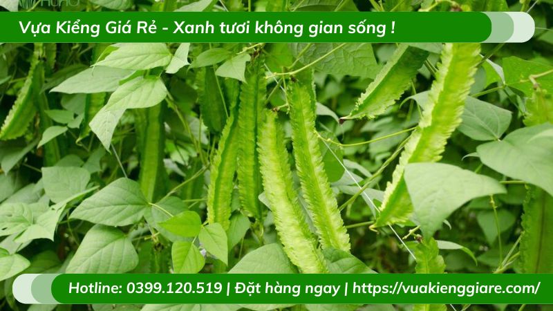 Cây đậu rồng
