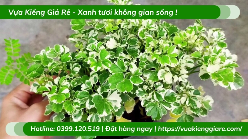Cây đinh lăng cẩm thạch để bàn
