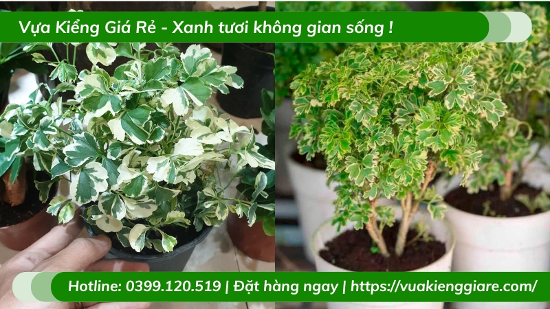 Cây đinh lăng cẩm thạch để bàn