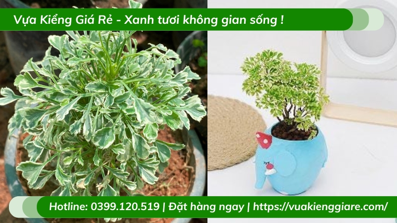 Cây đinh lăng cẩm thạch để bàn