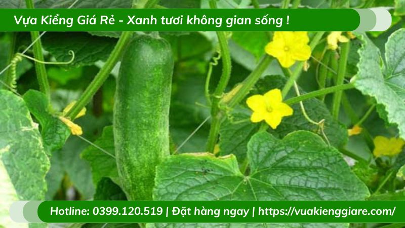 Cây dưa leo